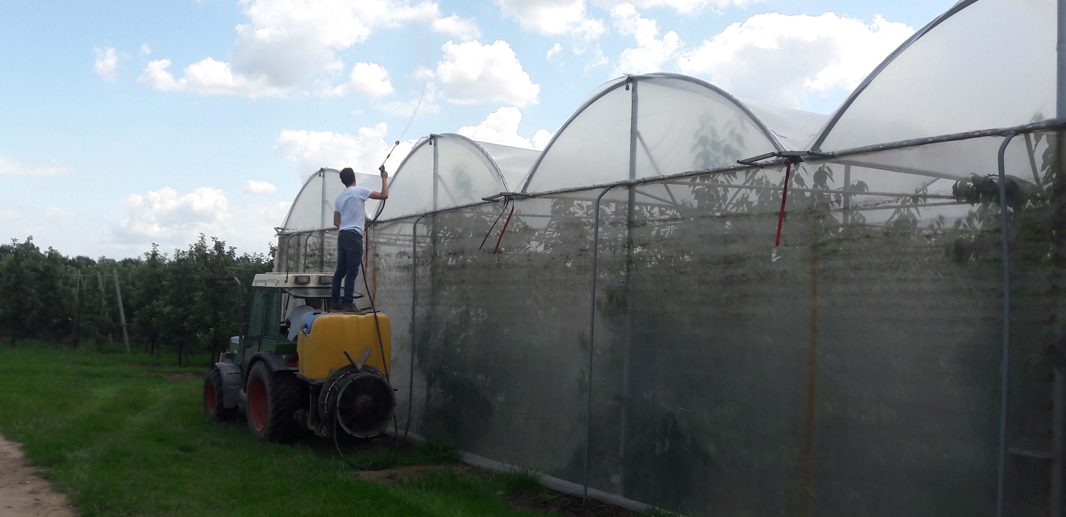 fruit grower applies a coating for temperature reduction